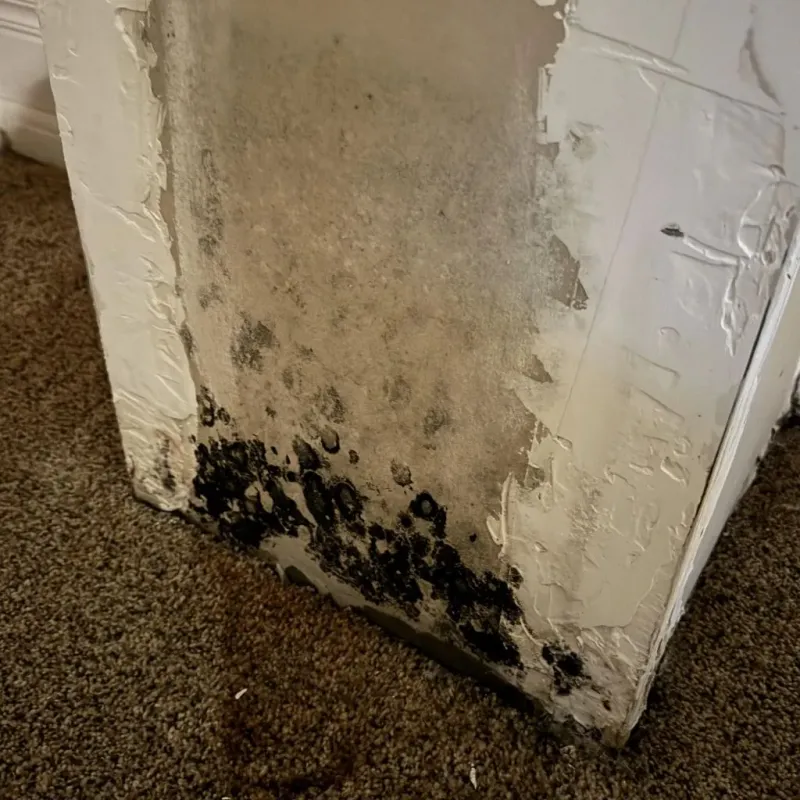 Professional Mold Removal in Chandler, AZ